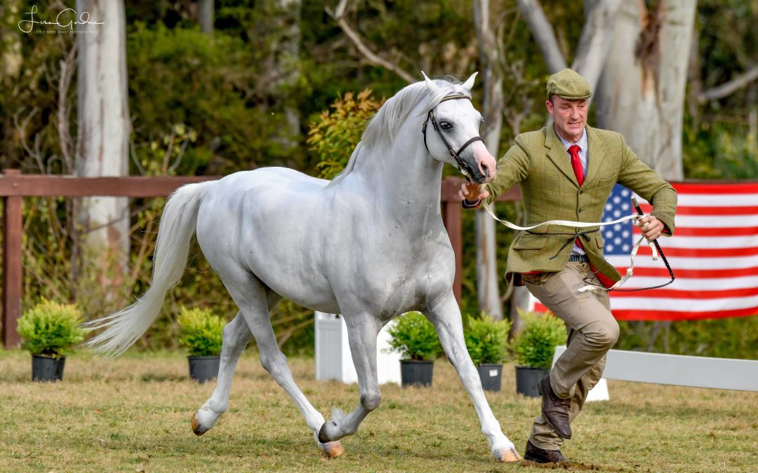 Imperial Pavarotti